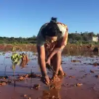 Bands of Courage Mangrove Tree Planting